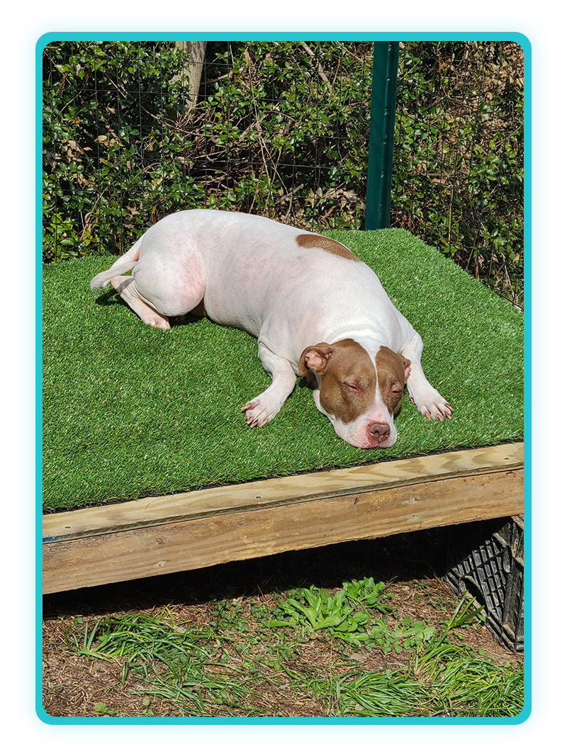 Right-side image from Creature Comforts Veterinary Service practice history, Saylorsburg PA
