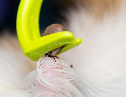 6 Pet Owner Tips for Dealing With Ticks