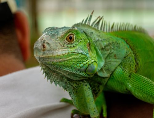 Exceptional Care for Exotic Pets
