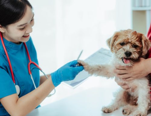 4 (Unexpected) Ways Your Vet Can Help Your Pet