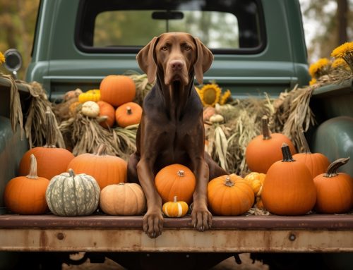 Thanksgiving Pet Safety Made Easy: Keep Your Pawsome Pals Happy and Healthy!