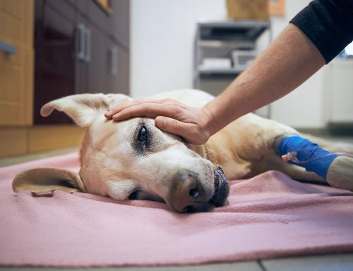 Understanding and Recognizing Cancer in Pets: A Comprehensive Guide