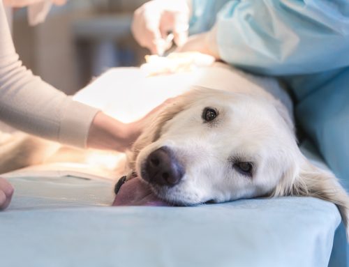 Common Pet Surgeries: Expert Guidance from Creature Comforts Veterinary Service