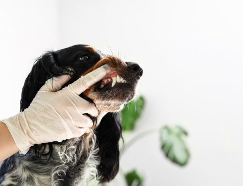 Understanding the Importance of Pet Dental Surgery at Creature Comforts