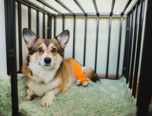 Helping Your Pup Get Back on Their Paws: A Guide to Dog ACL Surgery