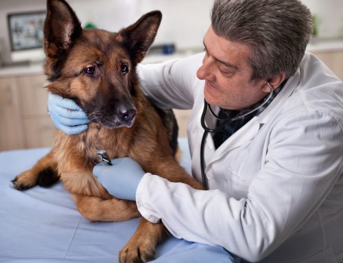 Protect Your Furry Family: Preventable Disease Tips for Saylorsburg Pets