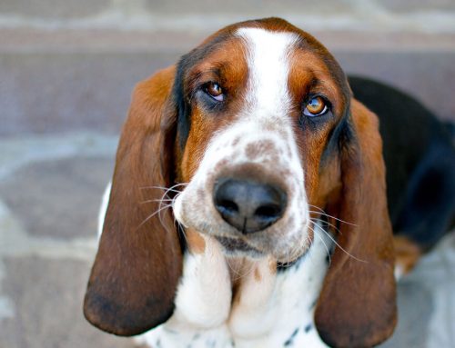 The Truth About Dog Ear Infections: Why They Keep Coming Back
