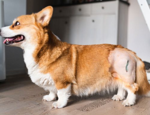 When Pets Slow Down: A Vet’s Guide to Managing Osteoarthritis