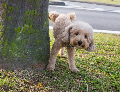 Preventing UTIs in Pets: Tips and Treatment Options