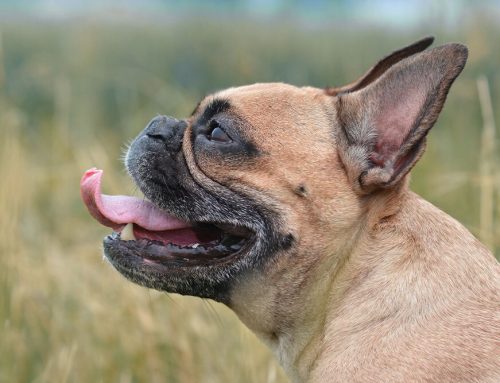Brachycephalic Airway Syndrome Repair: Helping Your Short-Nosed Pet Breathe Better