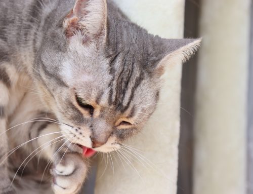 Common Causes of Vomiting in Cats and When to Call the Vet
