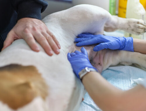 Understanding Pyometra: Why Emergency Surgery Can Save Your Pet’s Life