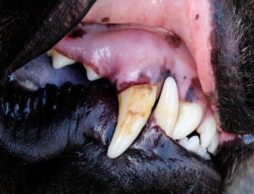 Consequences of Not Getting Regular Dental Care for Pets
