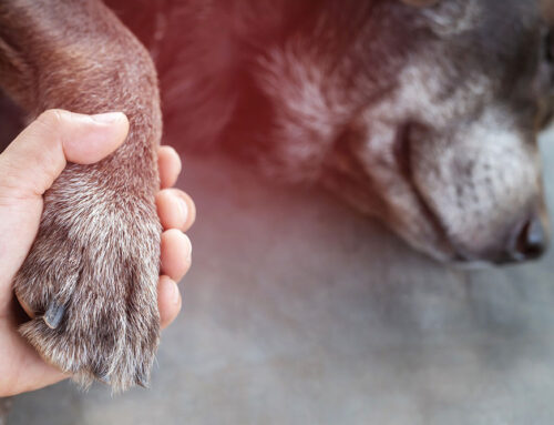 Common Aging Dog Diseases and How to Manage Them