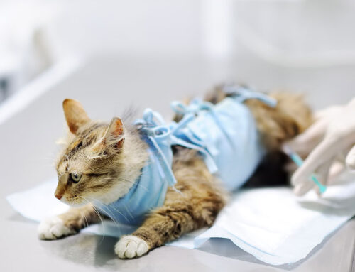 Common Aging Cat Diseases: Symptoms to Watch For