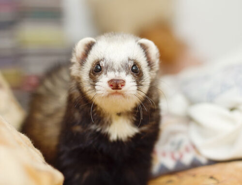Ferret Care 101 What Every Owner Should Know