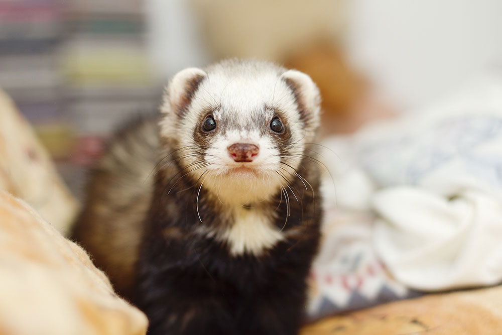 A small ferret with dark and cream-colored fur looks directly at the camera with bright, curious eyes while standing on a soft indoor surface.