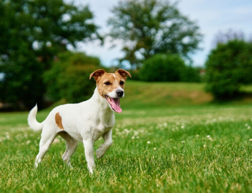 Common Breed-Related Diseases and Problems in Pets