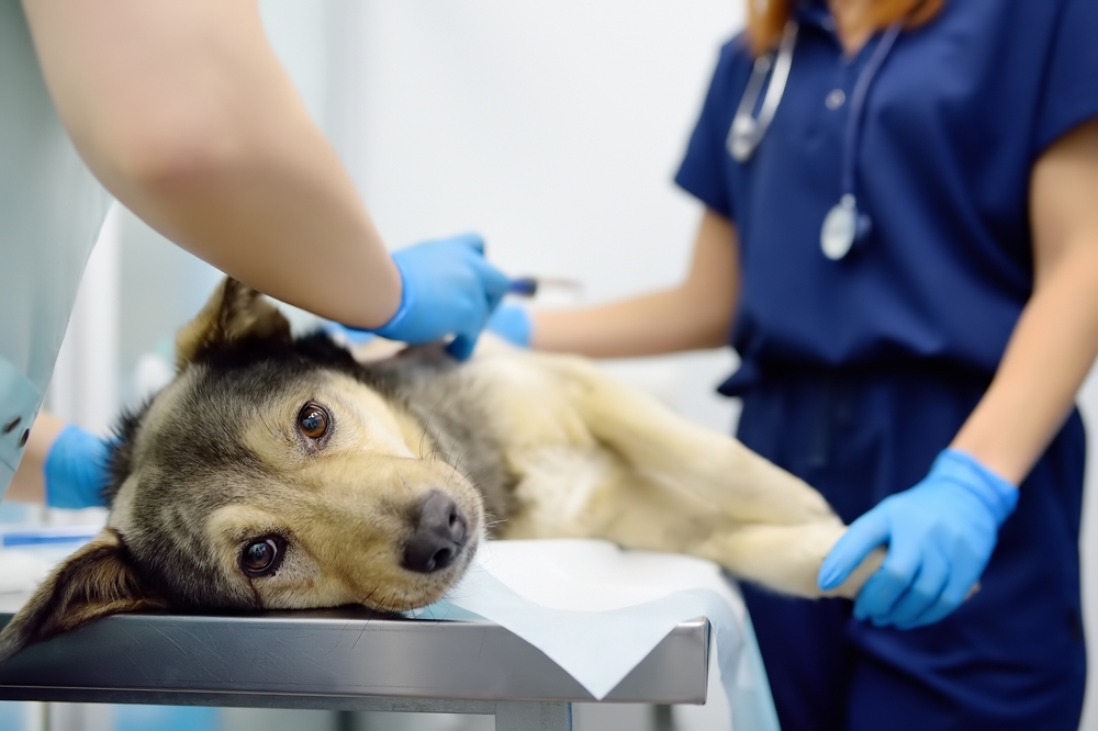 Dog lying on a veterinary exam table while being treated by two veterinarians.