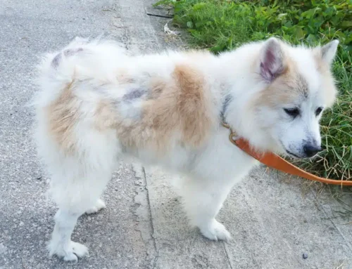 Hypothyroidism and Hyperthyroidism in Pets: Symptoms and Care