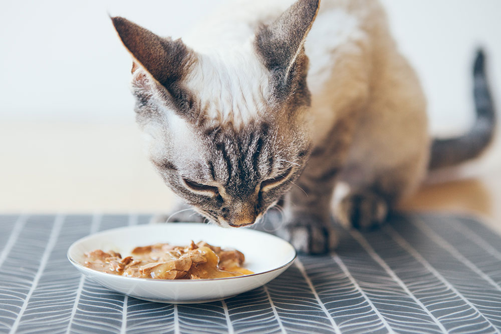 A tabby cat eating wet food from a white saucer on a patterned mat.