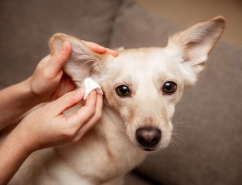 Routine Ear Checks: How Often Should You Clean and Inspect Your Pet’s Ears?