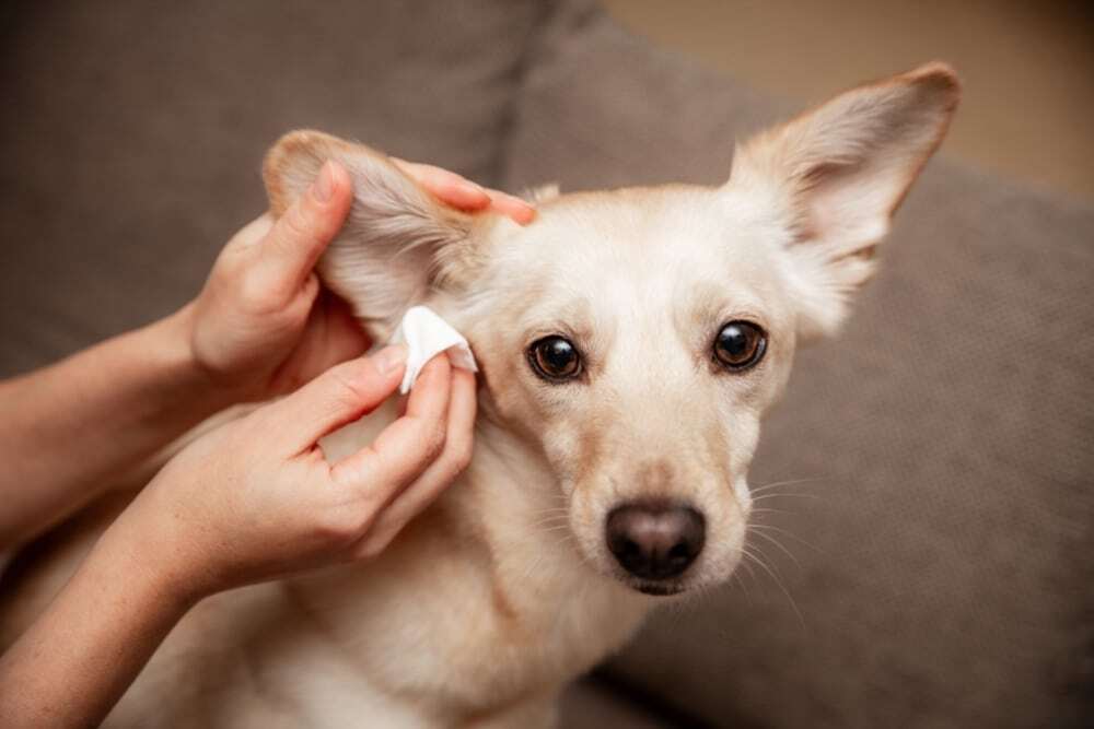Person gently cleaning a dog’s ear with a cotton pad during at-home care