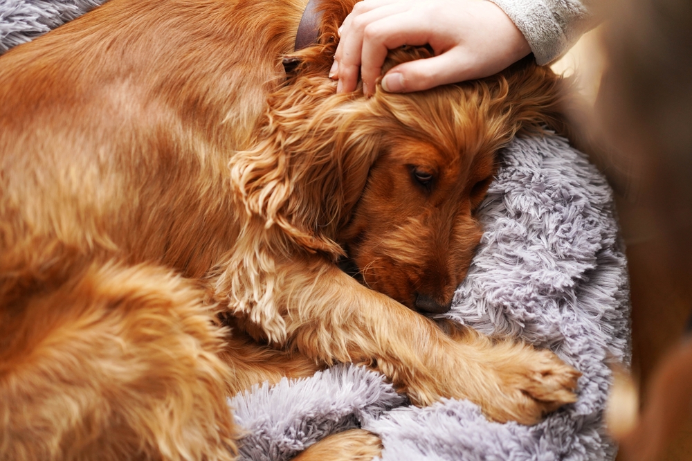 Top-down view of a ginger-colored dog lying down while a person’s hand rests on its head for comfort.