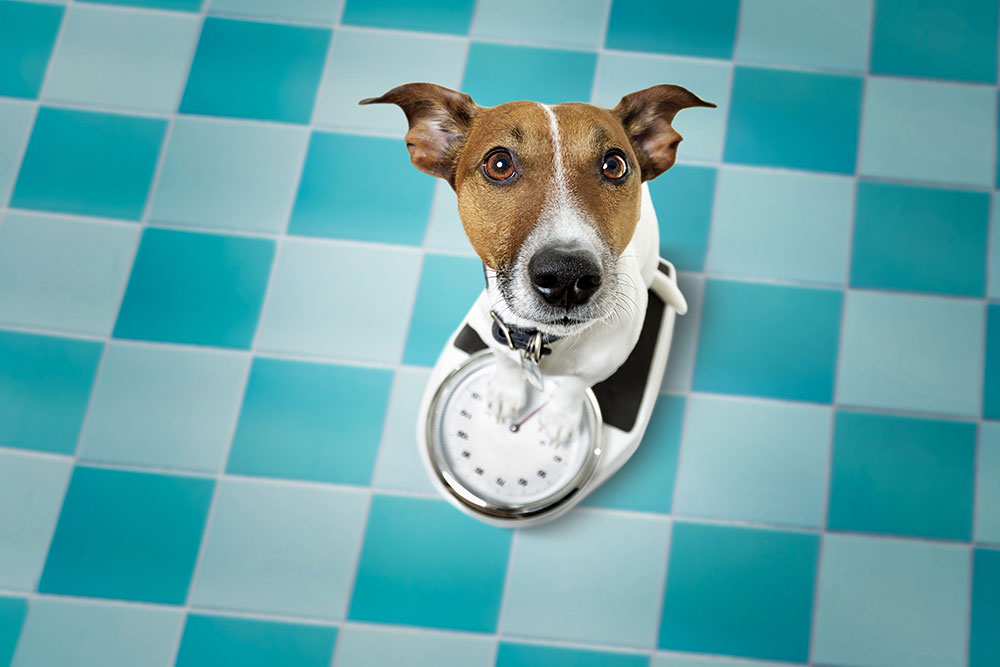 A Jack Russell Terrier standing on a bathroom scale on a blue checkered floor.