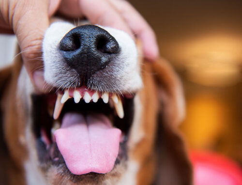 Dental Home Care That Works: Brushes, Wipes, and Gels