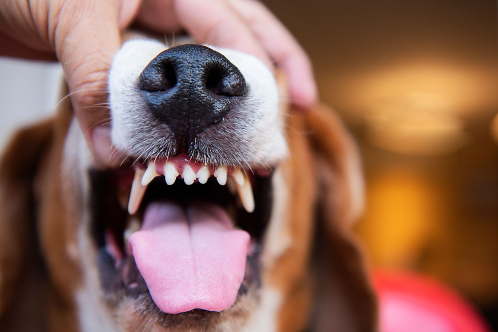 Close-up of a person's hand lifting a dog's lip to inspect its clean white teeth and pink gums.