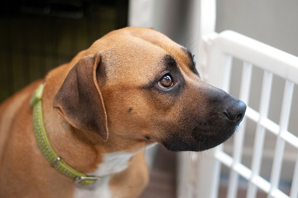 A profile view of a tan dog with a black muzzle and green collar looking alertly toward a white gate.