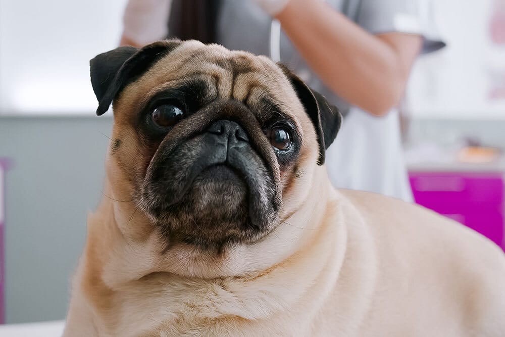 A close-up portrait of a tan Pug dog sitting on an examination table at a veterinary clinic with a vet in the background.