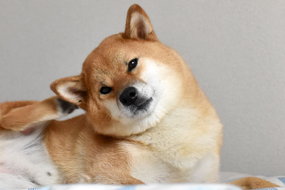 A Shiba Inu dog tilting its head while scratching behind its ear with its hind leg indoors.