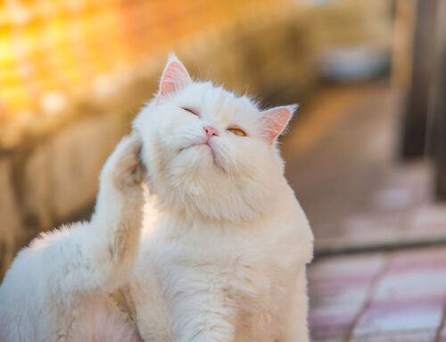 Apoquel vs. Cytopoint vs. Steroids: Choosing the Right Itch Therapy