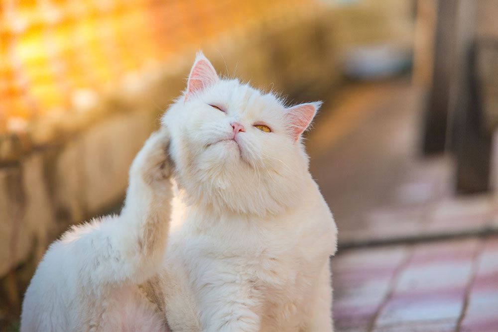 A fluffy white cat scratching its neck with its hind leg while sitting outdoors in warm sunlight.