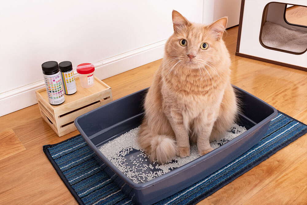 Ginger long-haired cat sitting in a litter box indoors.