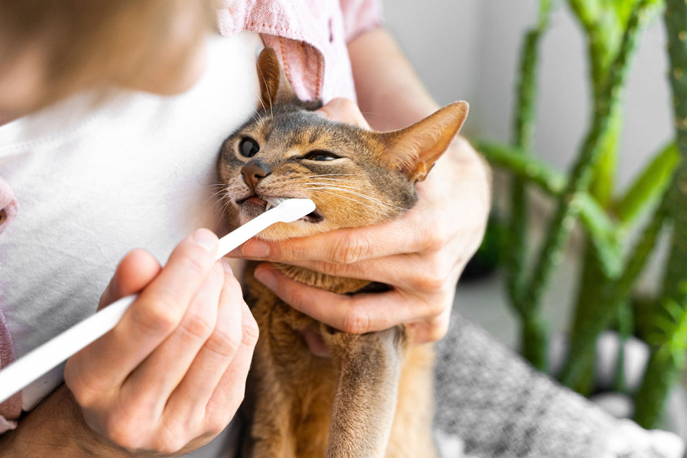 A person using a small white toothbrush to clean the teeth of an Abyssinian cat.