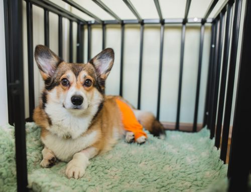 Cranial Cruciate (CCL) Injuries: TPLO vs. Extracapsular Repairs