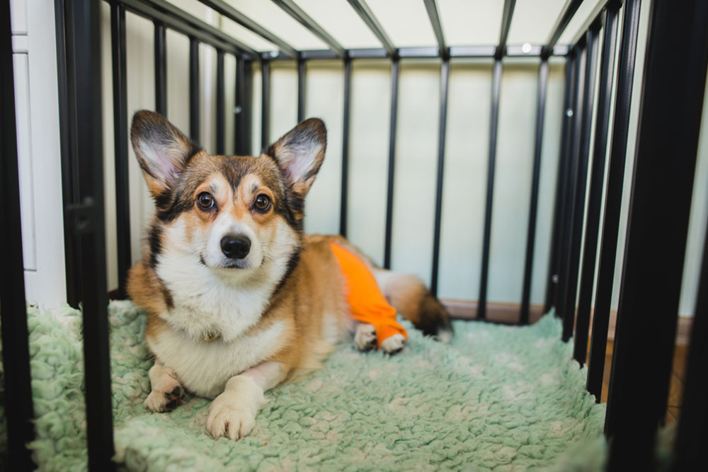 A corgi lying inside a crate on a soft blanket, wearing an orange garment.