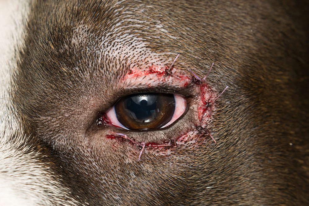 Close-up of a dog’s eye with visible stitches around the eyelid. The area appears red and slightly swollen, indicating a recent surgical procedure or injury repair.