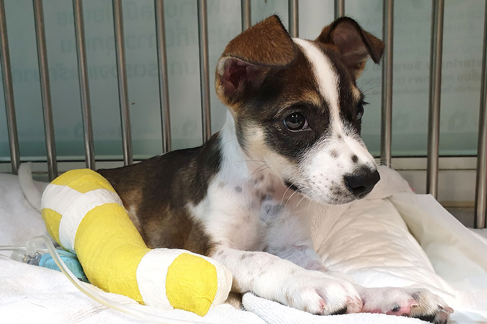 A small puppy with a bandaged front leg lies on bedding inside a veterinary kennel.