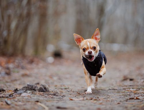 Collapsed Trachea in Small Dogs
