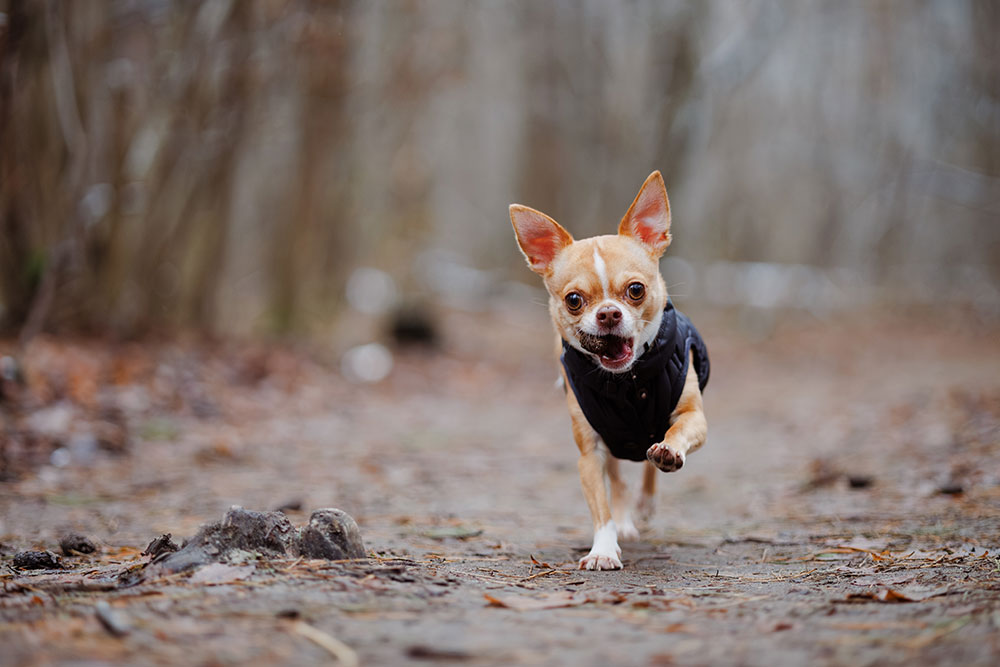 A small tan dog wearing a black jacket runs toward the camera on a forest path, with blurred trees in the background.