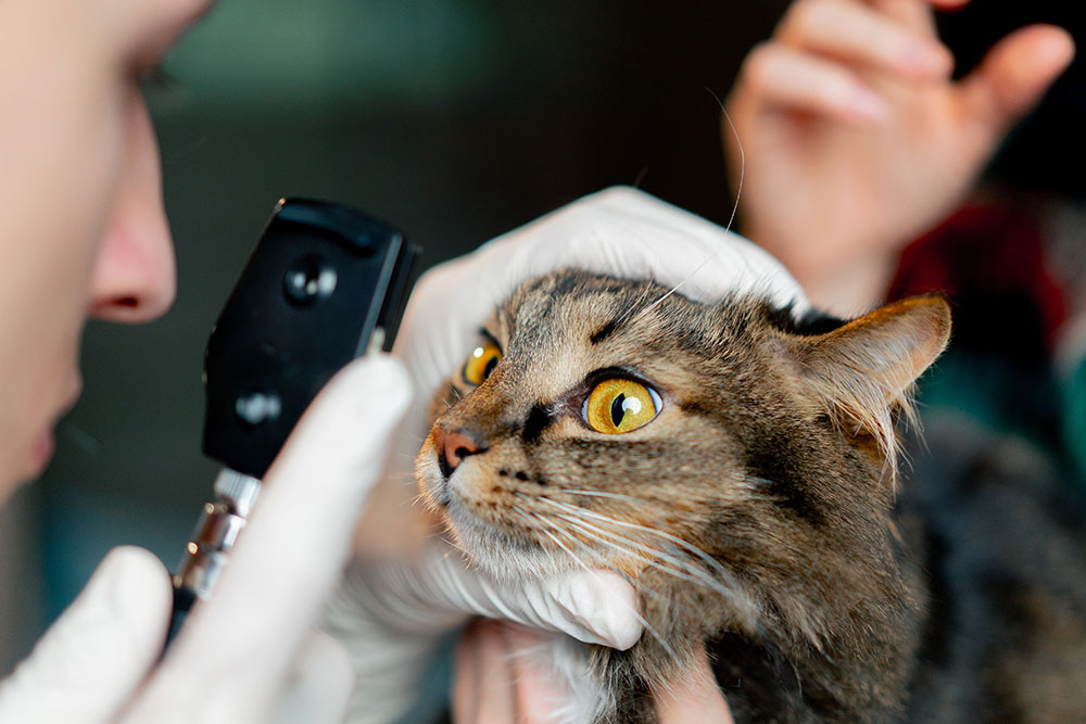 A veterinarian wearing white gloves examines a tabby cat’s eye using a handheld ophthalmoscope. The cat’s yellow eyes are wide open as the vet gently holds its head during the checkup.