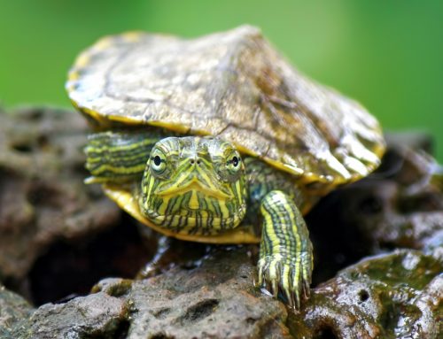 Red Flags in Exotic Pets When to Seek Immediate Veterinary Care