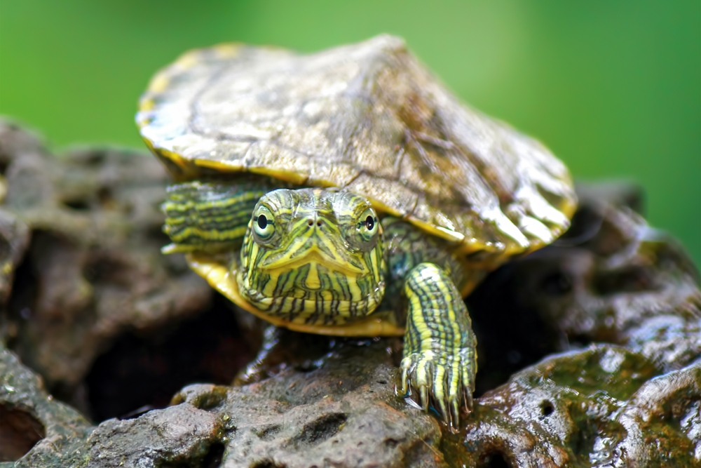 Green-striped turtle resting on wet rock near water