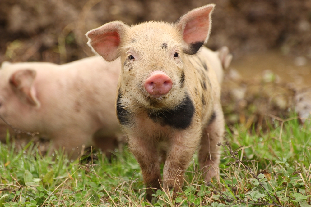 A small piglet with light pink skin and dark spots stands on grassy, muddy ground, looking directly at the camera. Its ears are perked up and its snout is slightly muddy. Another piglet is visible blurred in the background, suggesting a farm or outdoor pen environment.