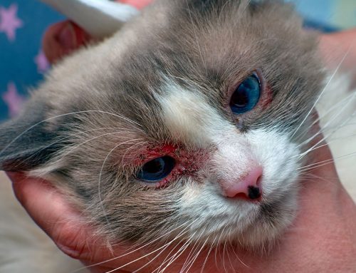 Allergic Reactions: Hives vs. Anaphylaxis and What We Do