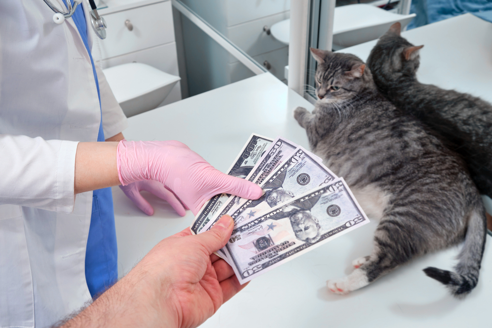A person handing cash to a veterinarian in pink gloves with a gray tabby cat on the exam table.